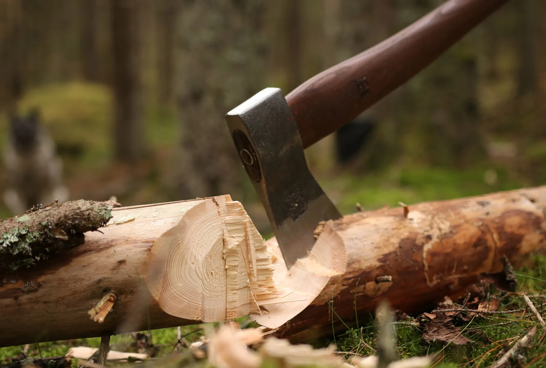 Forest Axe Skovøkse