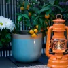 Hurricane Lantern Baby Special 276